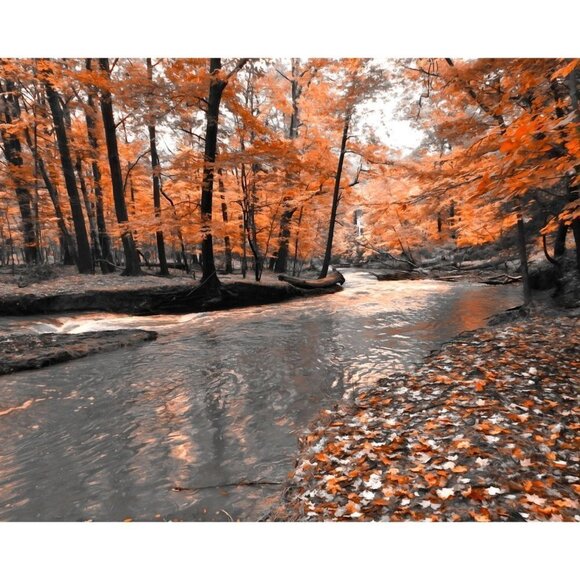 8x10 Autumn Forest Woods Fall Forest Oil Painting - Picture 2 of 2